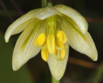 Fritillaria liliacea