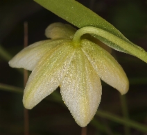 Fritillaria liliacea