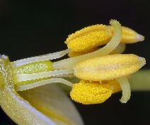 Fritillaria liliacea