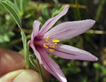 Fritillaria pluriflora