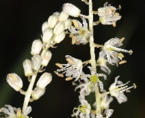 Hastingsia alba