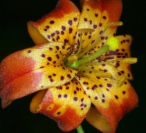 Lilium pardalinum