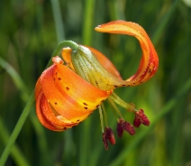 Lilium pardalinum ssp. pardalinum
