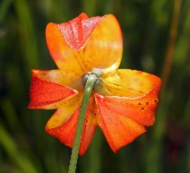 Lilium pardalinum ssp. pardalinum