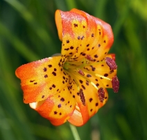 Lilium pardalinum ssp. pardalinum