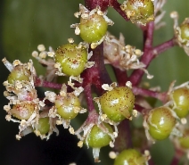 Maianthemum racemosum