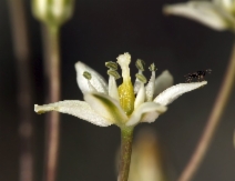 Muilla maritima