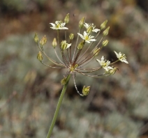 Muilla maritima