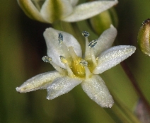 Muilla maritima