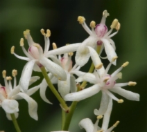 Maianthemum stellatum