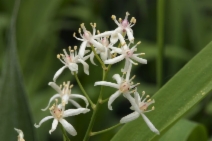 Maianthemum stellatum