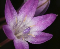 Triteleia bridgesii