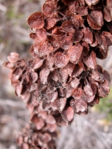Rumex occidentalis