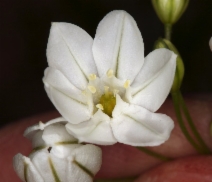Triteleia hyacinthina