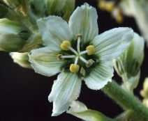 Veratrum californicum