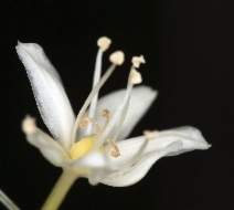 Xerophyllum tenax