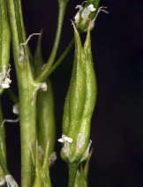 Toxicoscordion paniculatum