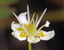 Toxicoscordion paniculatum