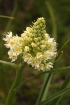 Toxicoscordion paniculatum