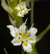 Toxicoscordion venenosum var. venenosum