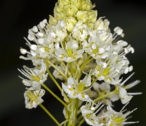 Toxicoscordion venenosum var. venenosum