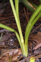 Toxicoscordion venenosum var. venenosum