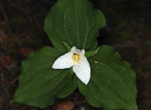 Trillium ovatum ssp. ovatum