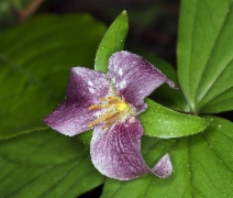 Trillium ovatum ssp. ovatum