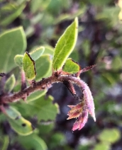 Arctostaphylos bakeri ssp. bakeri