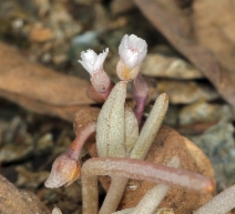 Claytonia exigua ssp. exigua