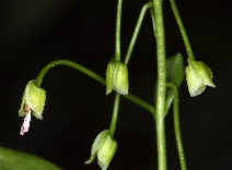 Claytonia sibirica