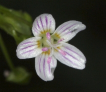 Claytonia sibirica