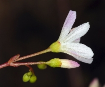 Montia parvifolia