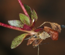 Montia parvifolia
