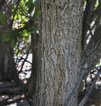 Maclura pomifera