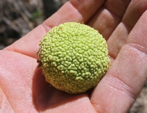 Maclura pomifera