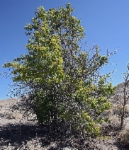 Maclura pomifera