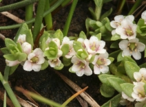 Lysimachia maritima