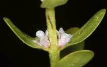 Lysimachia maritima