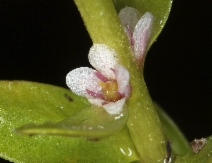 Lysimachia maritima