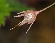 Lysimachia latifolia