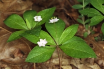 Lysimachia latifolia