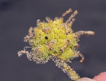 Abronia latifolia