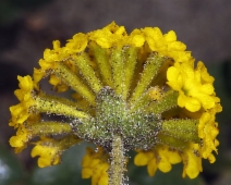 Abronia latifolia