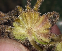 Abronia latifolia
