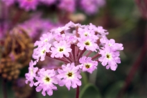 Abronia umbellata var. umbellata