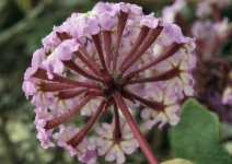 Abronia umbellata var. umbellata