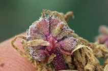 Abronia umbellata var. umbellata