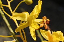 Parkinsonia aculeata