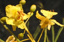 Parkinsonia aculeata